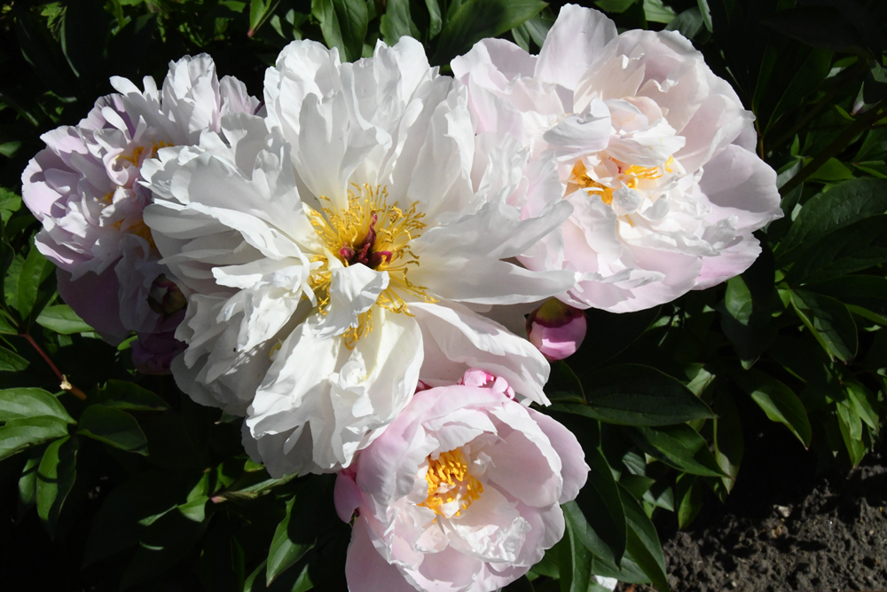 flowers in close-up