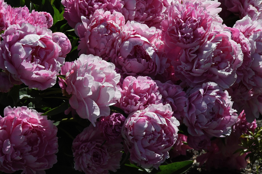 flowers in close-up