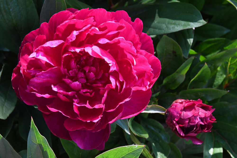 flowers in close-up