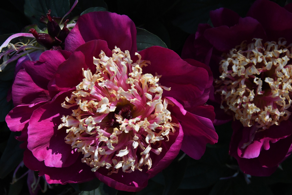 flowers in close-up