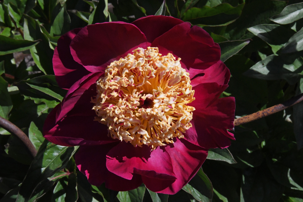 flowers in close-up