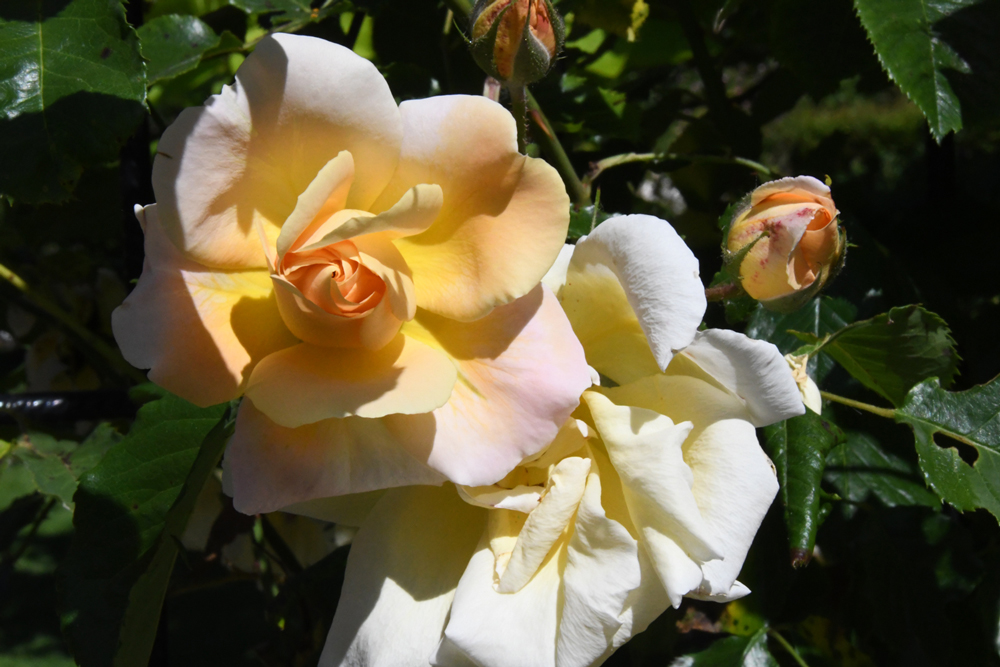 flowers in close-up