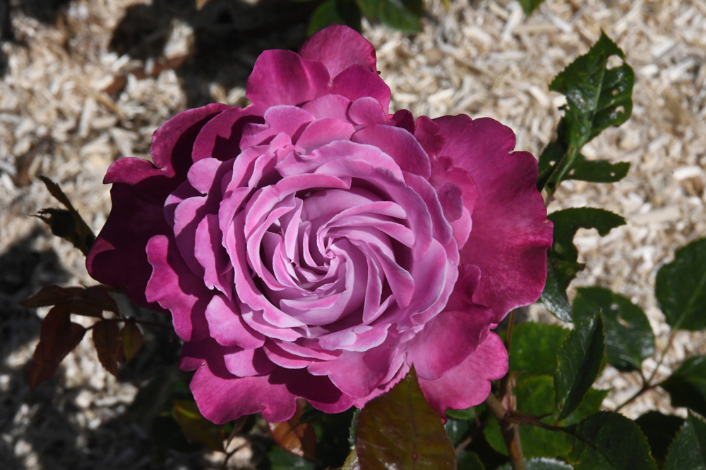 flowers in close-up