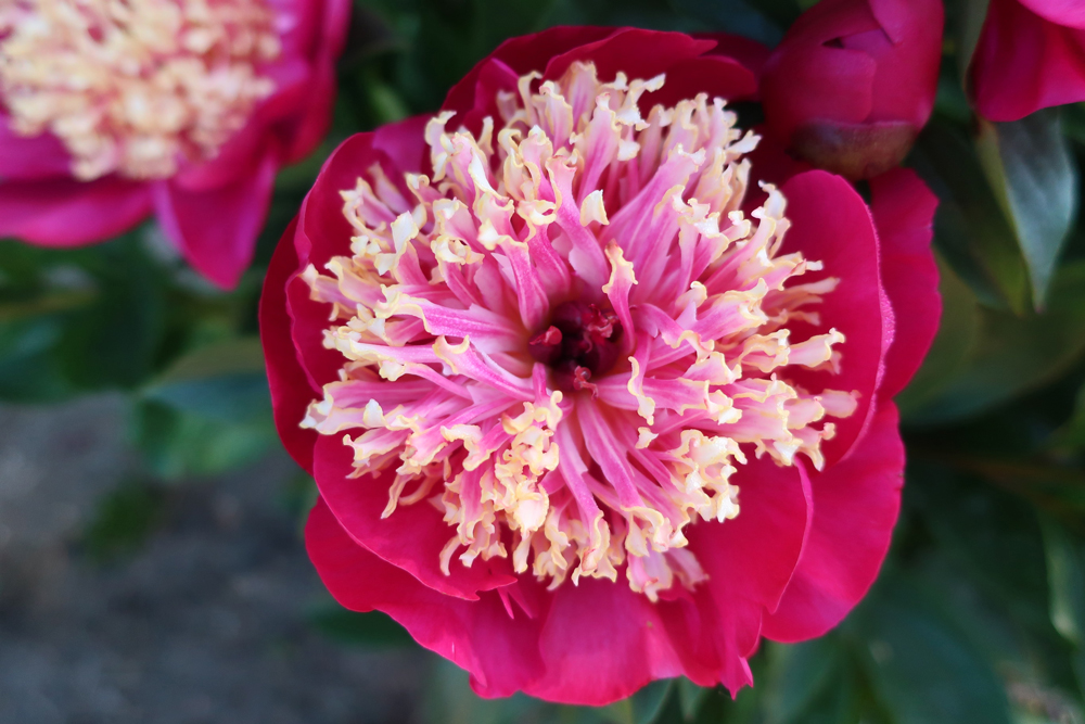 flowers in close-up