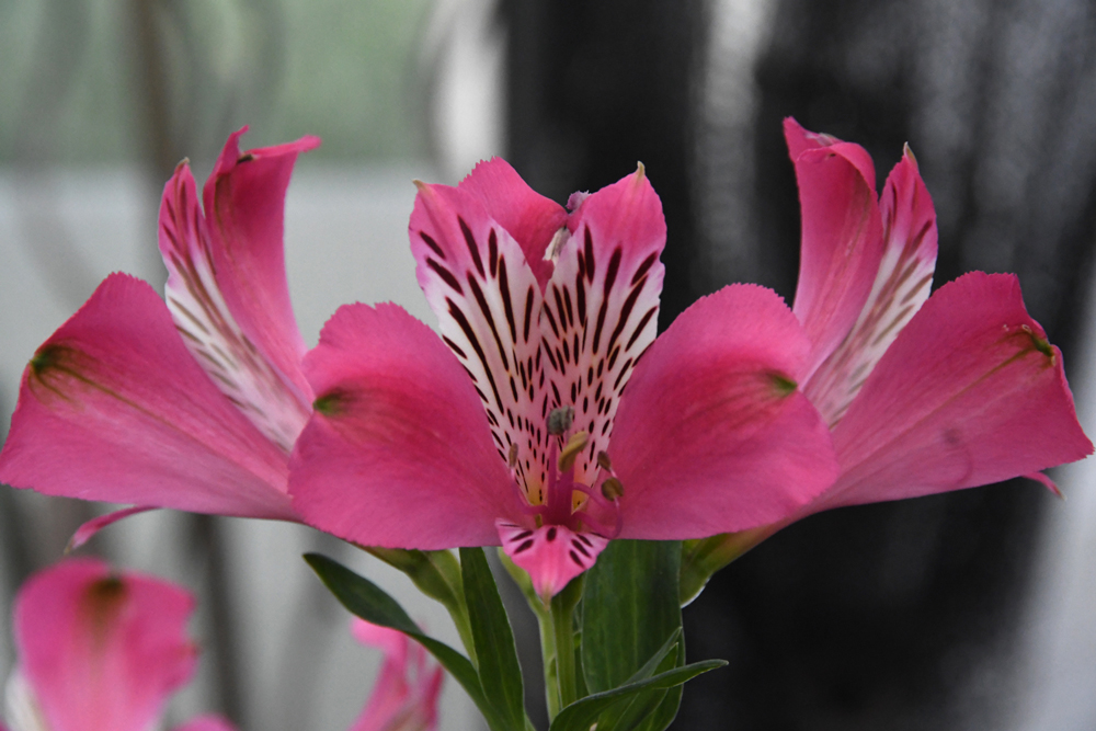 flowers in close-up