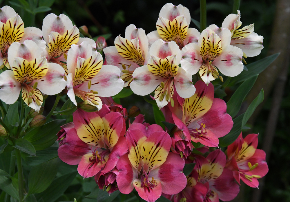 flowers in close-up