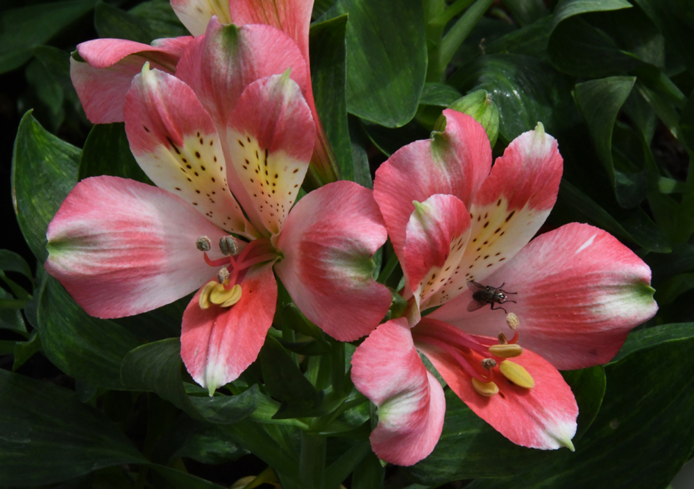 flowers in close-up