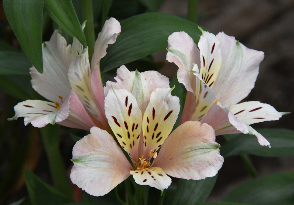 flowers in close-up