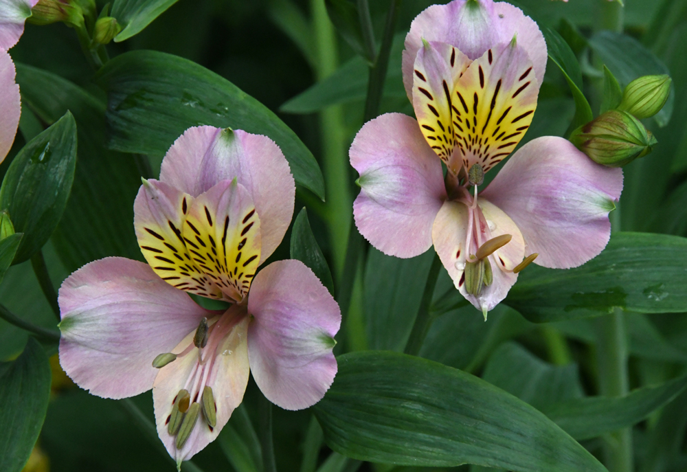 flowers in close-up