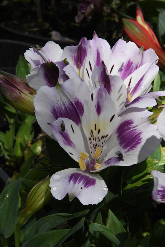 flowers in close-up