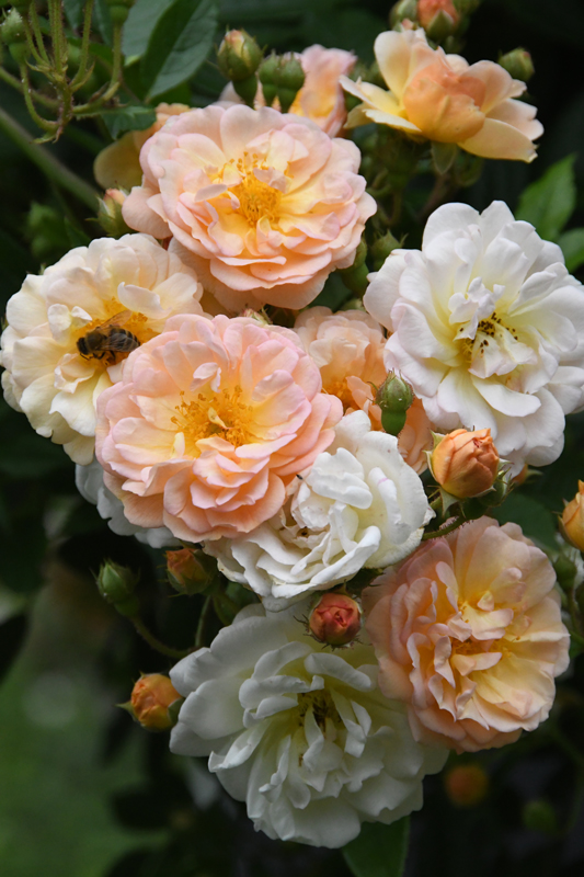 flowers in close-up