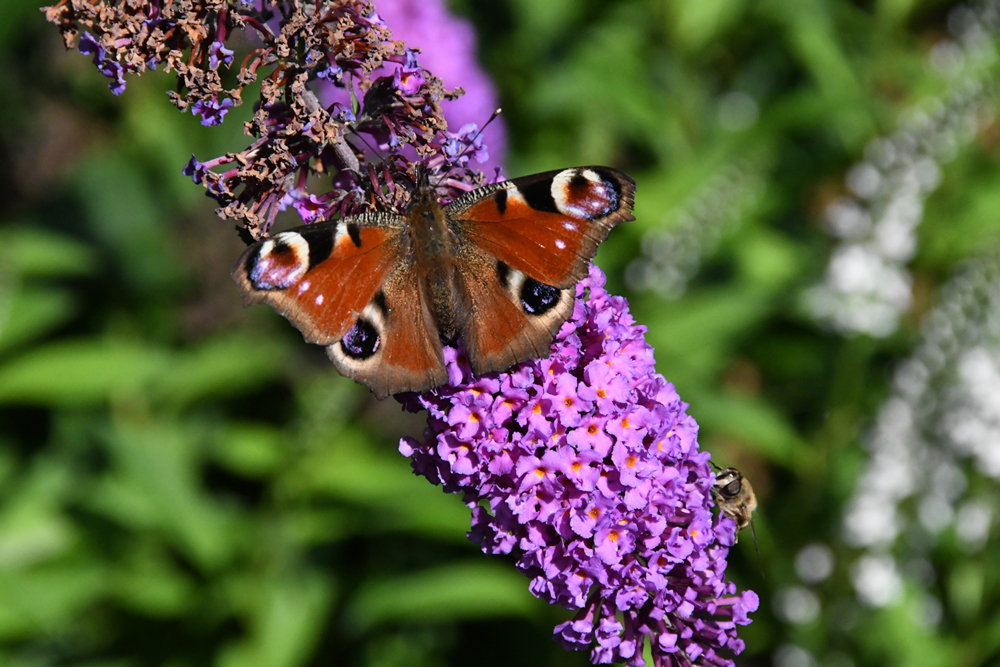 in my garden