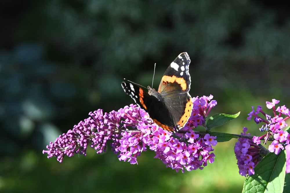 in my garden