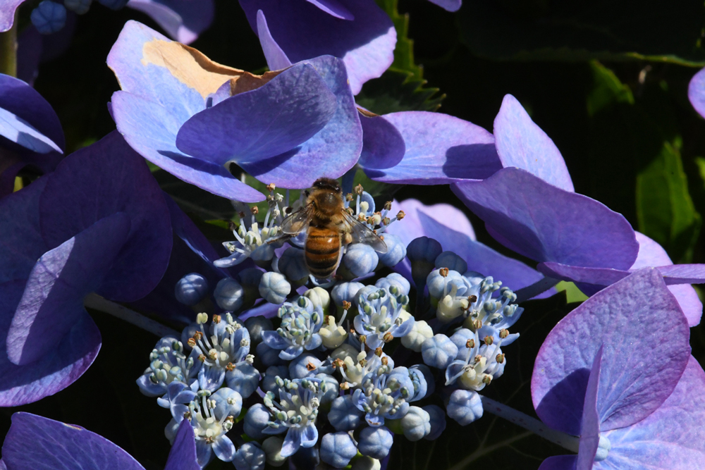 in my garden