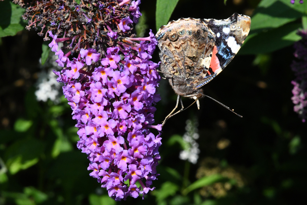 in my garden