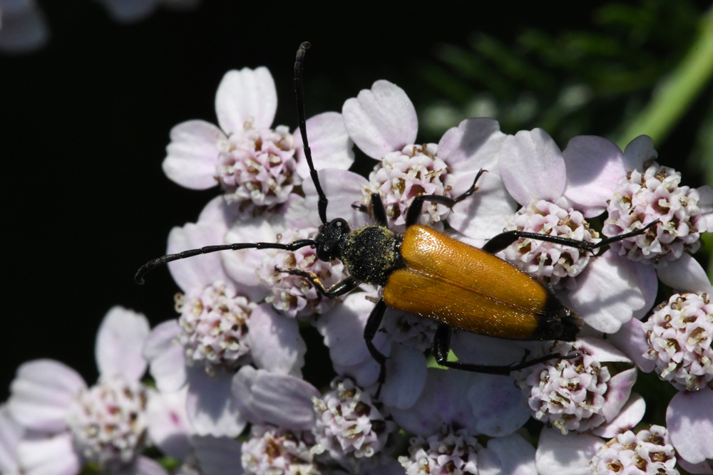 in my garden