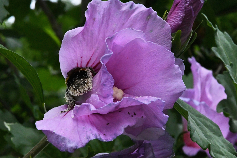 flowers in close-up