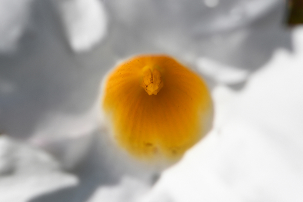 flowers in close-up