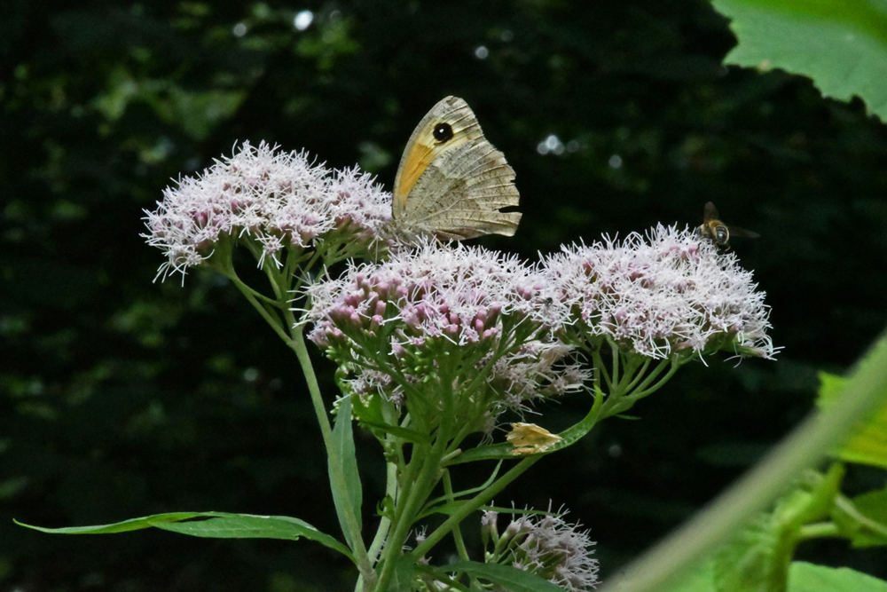 flowers in close-up