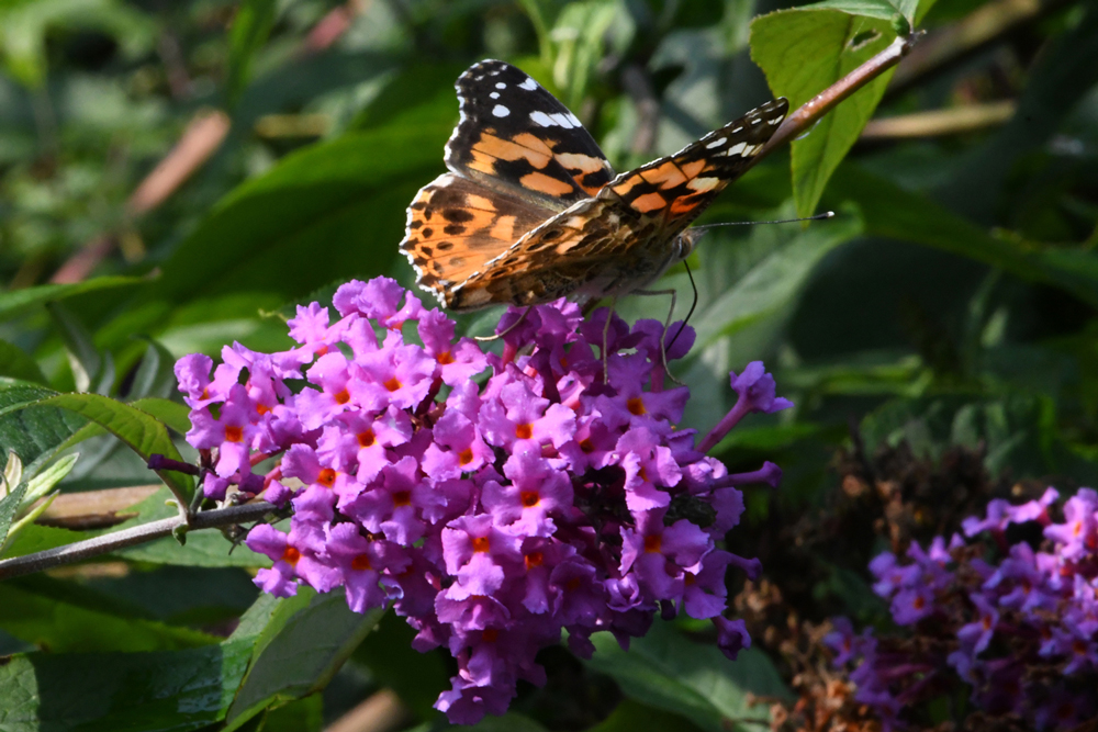 flowers in close-up