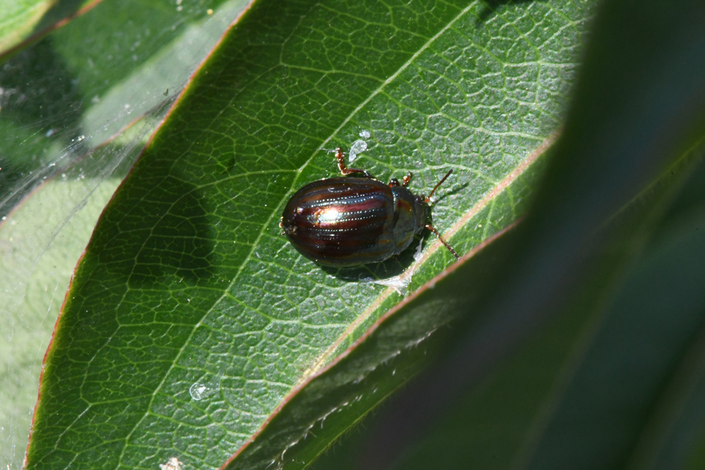 in my garden