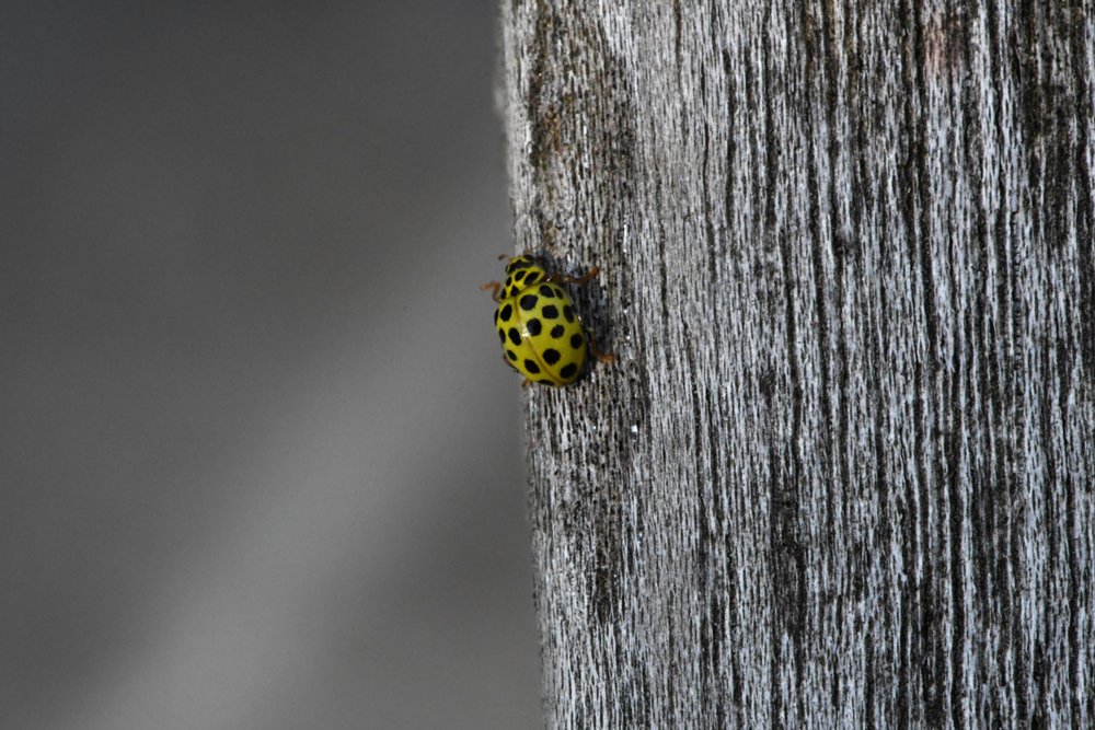 in my garden