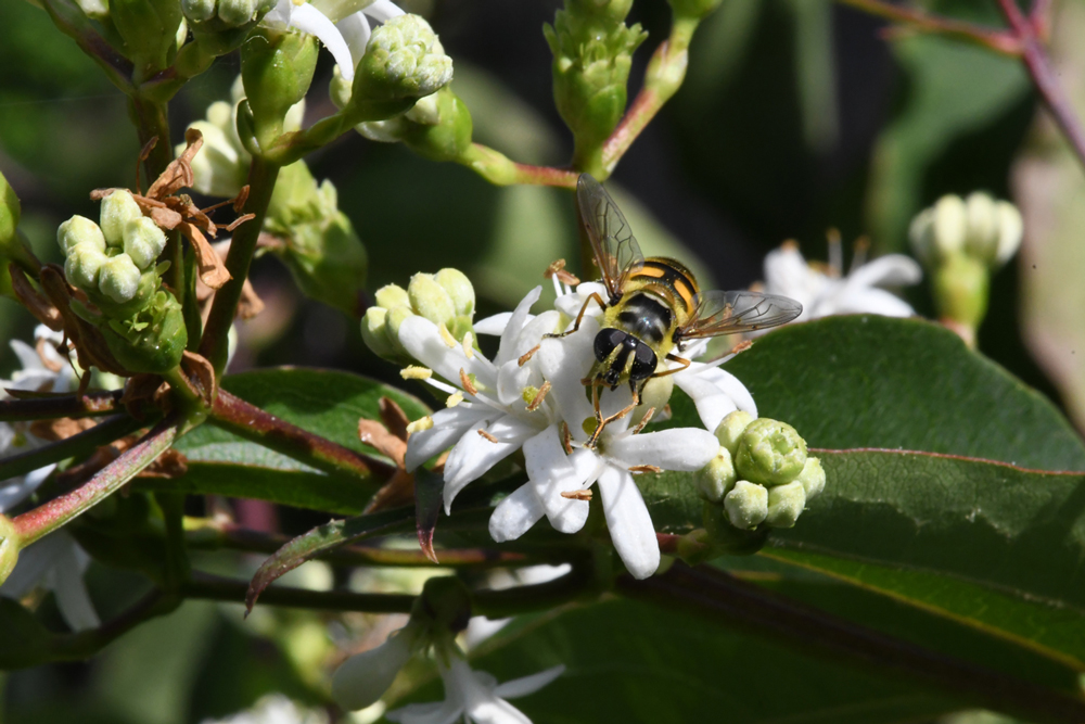 in my garden