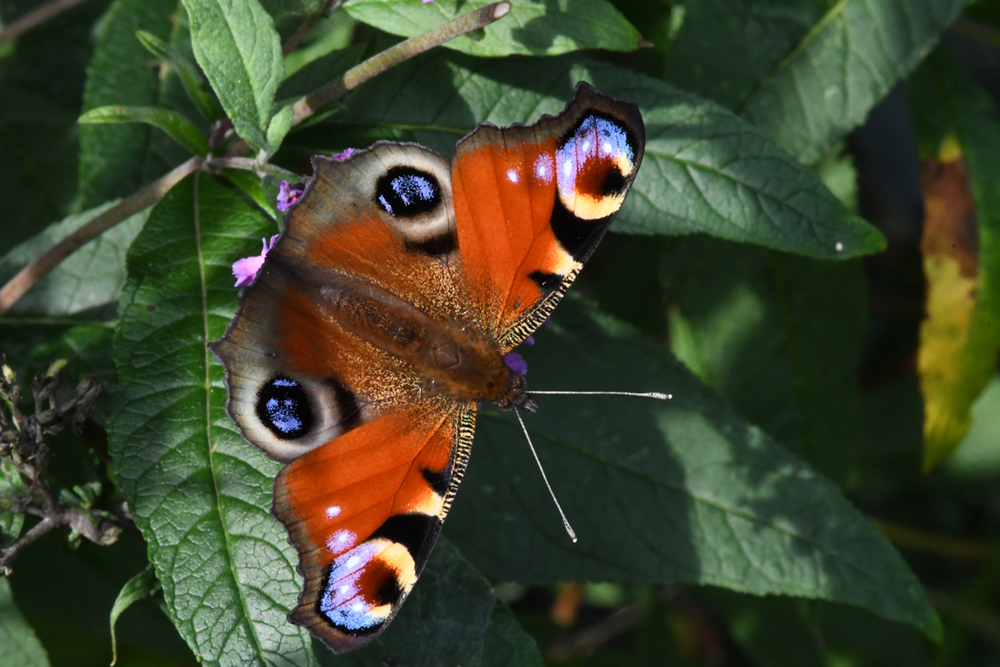 in my garden