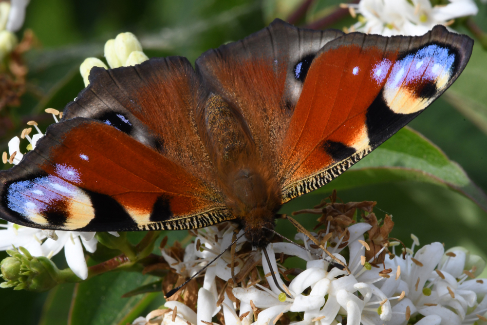 in my garden