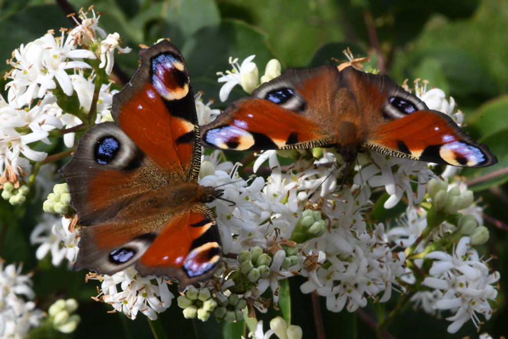 in my garden