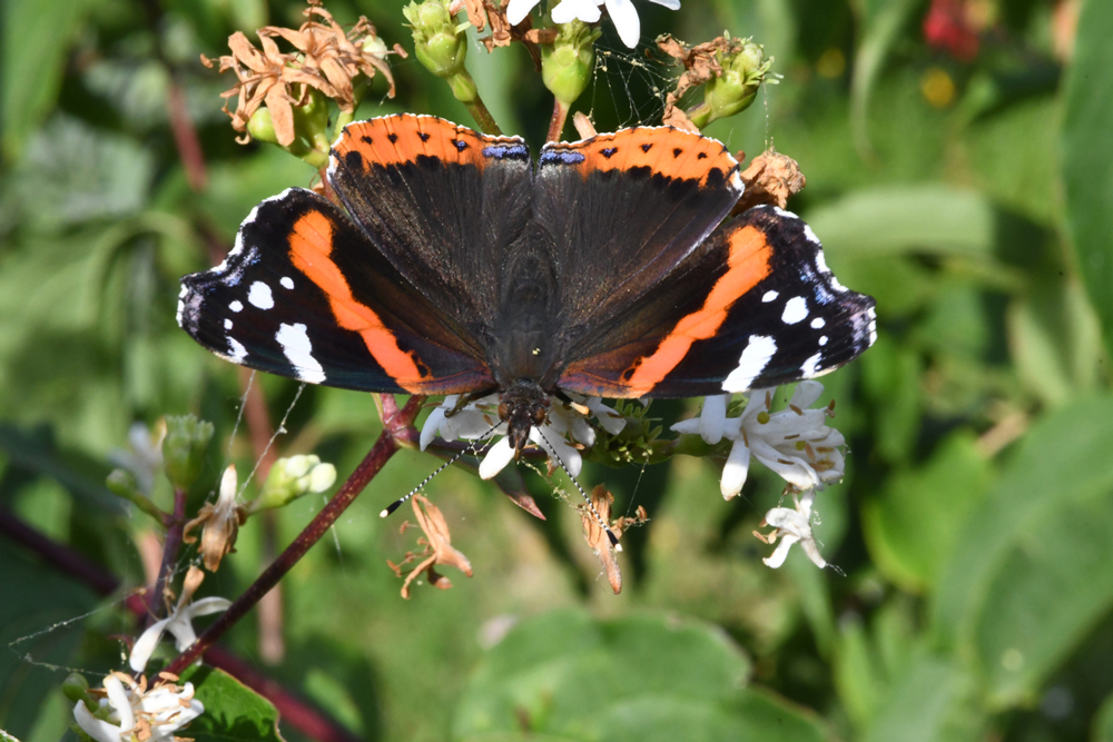 in my garden