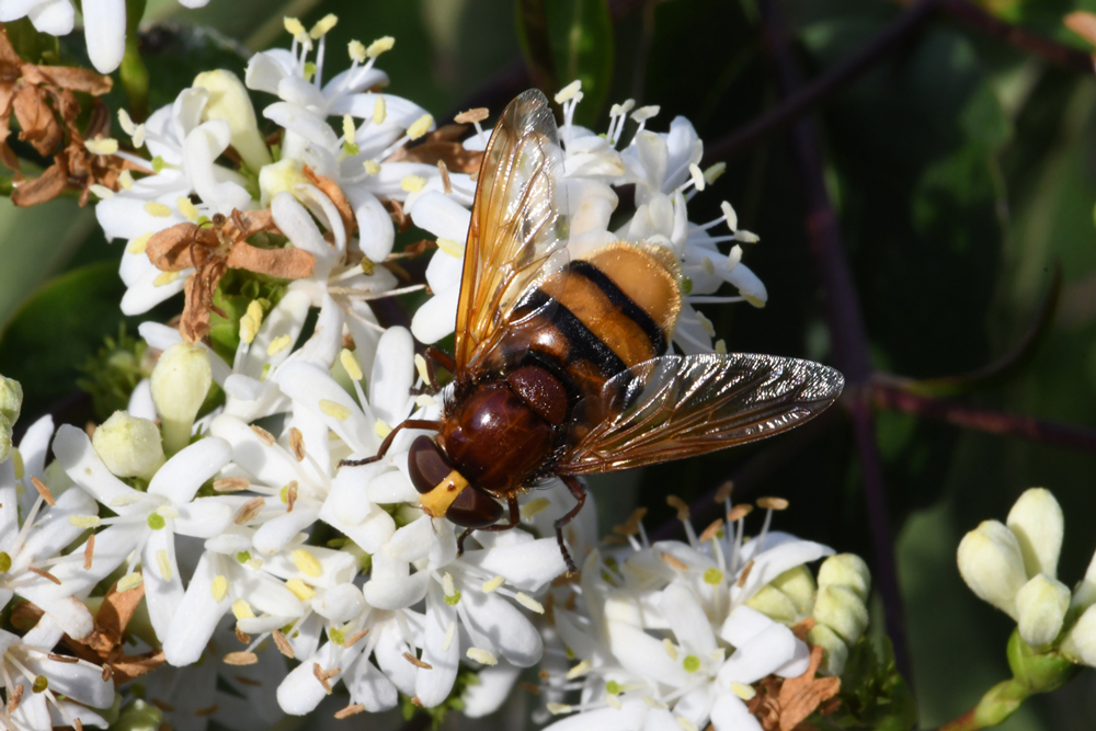 in my garden