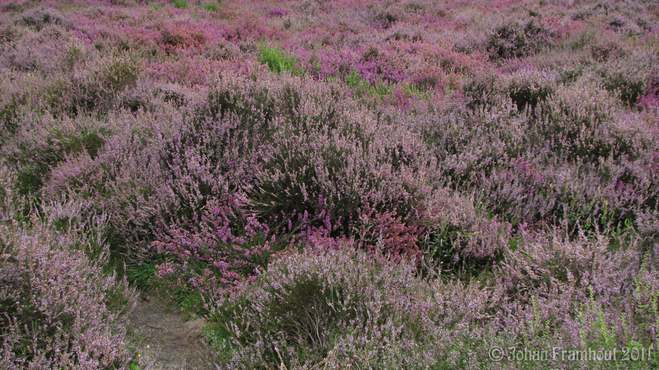 Beysbroeckbos, veld met heide 