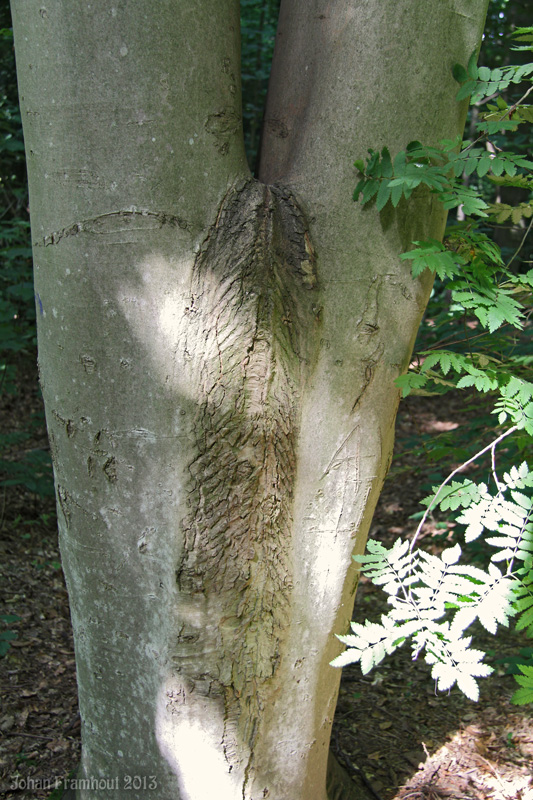 Beysbroeckbos: sculptuur van de natuur 