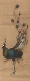 Mori Sosen, Een Pauw, 18de eeuw