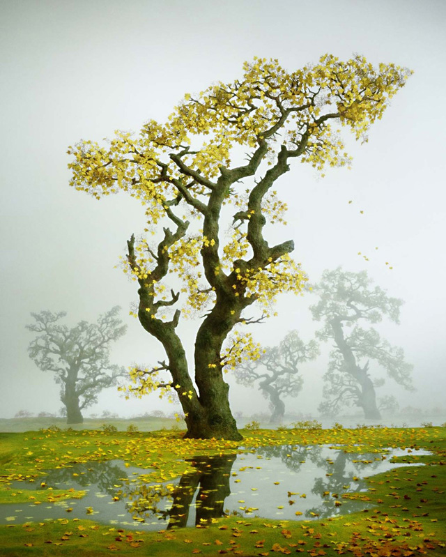 Didier Massard, Arbre en Automne