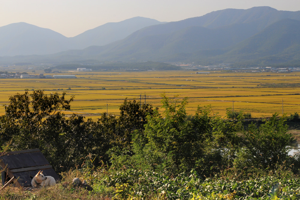 Yangdong