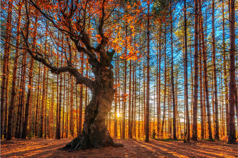 Evgeni Dinev, King of the Forest 