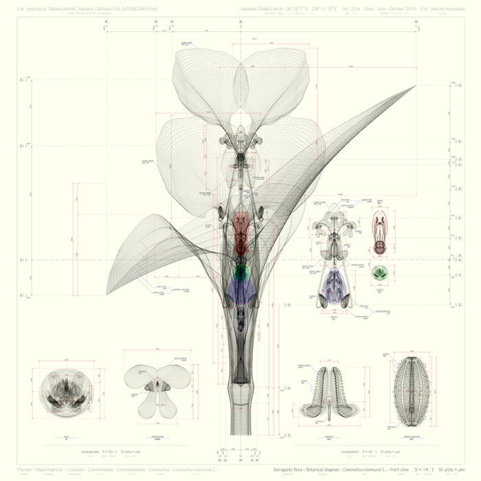 Macoto Murayama, Inorganic Flora, Commelina communis L.