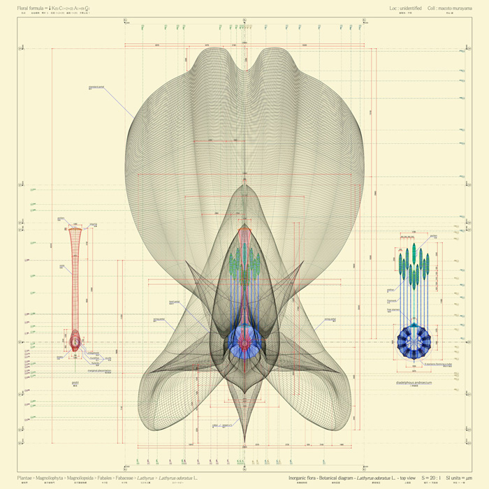 Macoto Murayama, Inorganic Flora, Latinus Odoratus