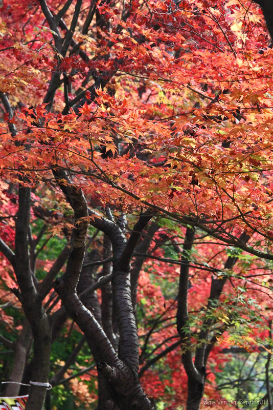 Naejangsan National Park