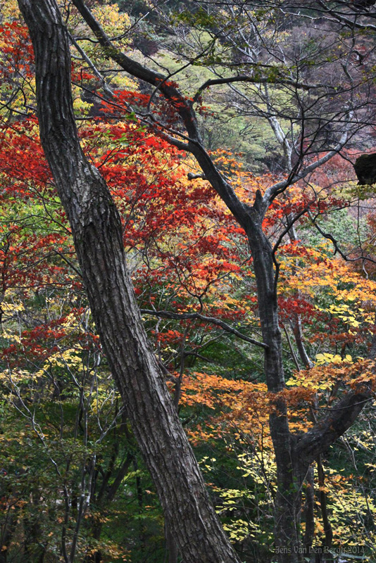 Naejangsan National Park