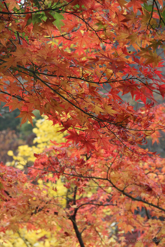 Naejangsan National Park