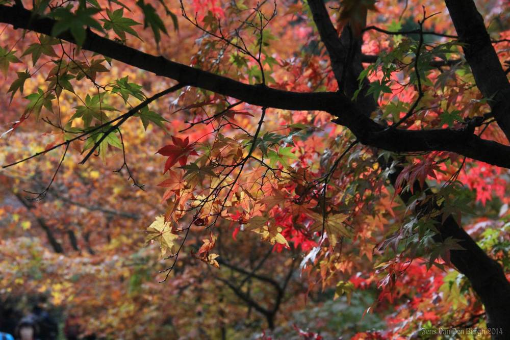 Naejangsan National Park