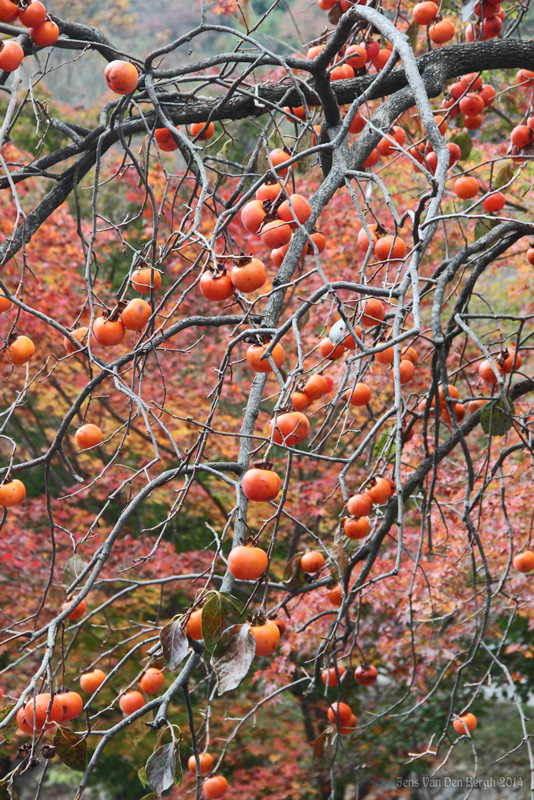 Naejangsan National Park