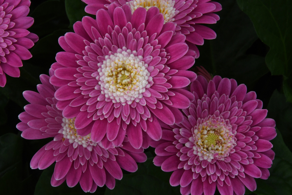 Bloemen in close-up