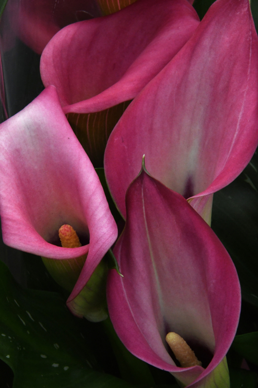 Bloemen in close-up, curcuma