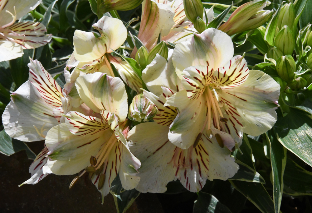 flowers in close-up